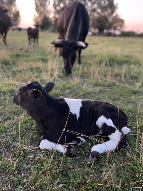 Dexter Calf