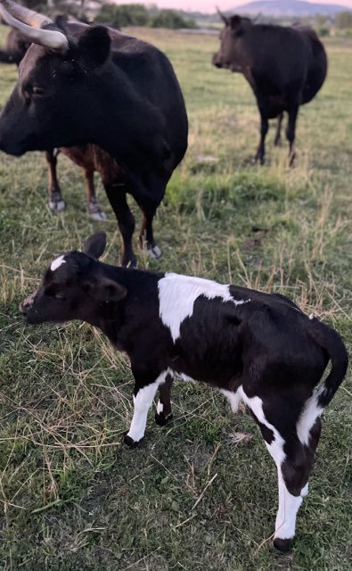 Dexter Cow Calf 2