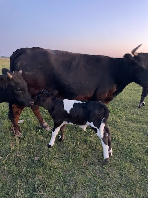 Dexter Cow Calf